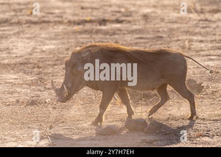 Nahaufnahme eines Gemeinen Warthogs, Phacochoerus africanus, der um den Chobe-Nationalpark, Botswana, herumläuft. Stockfoto