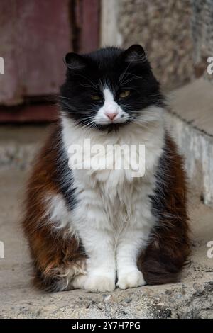 Eine schwarz-weiße Katze sitzt majestätisch auf den Betonstufen und beobachtet die Umgebung. Stockfoto