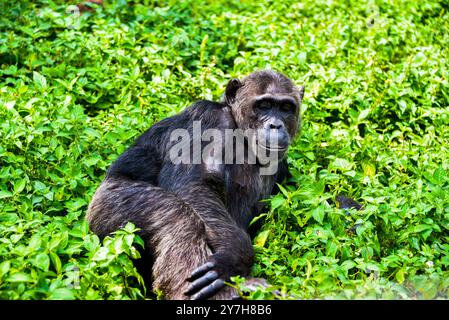 Ein Chimpanzee (Pan troglodytes), das sich im Ngamba Island Chimpanzee Sanctuary in Lake Victoria Uganda entspannt. Stockfoto