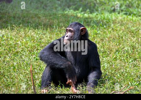 Ein Chimpanzee (Pan troglodytes), das sich im Ngamba Island Chimpanzee Sanctuary in Lake Victoria Uganda entspannt. Stockfoto