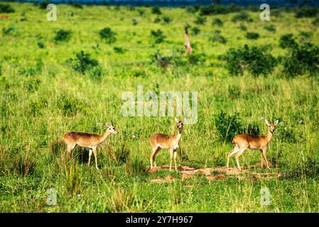 Oribis ( Ourebia ourebi) im Murchison Falls National Park Stockfoto