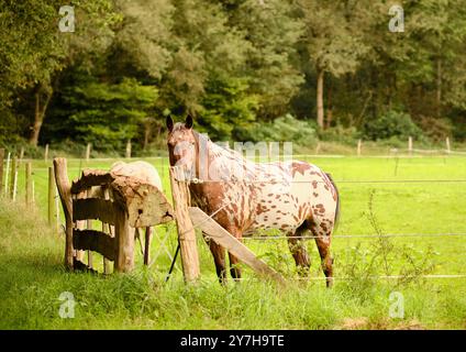 Ein geflecktes appaloosa-Pferd, das hinter einem rustikalen Holzzaun auf einer grünen Weide steht, umgeben von Bäumen. Die ruhige Landschaft unterstreicht die h Stockfoto