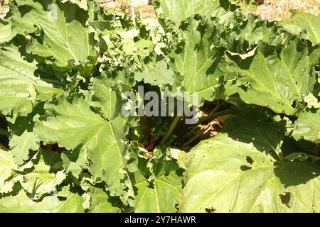 Rhabarber, der auf Gemüseschrecke im Hatchlands Park, Surrey, England, Großbritannien, August 2024 angebaut wird Stockfoto