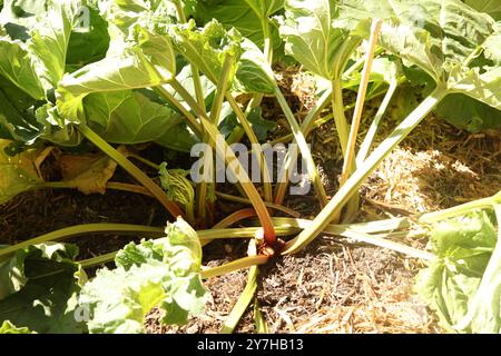 Rhabarber, der auf Gemüseschrecke im Hatchlands Park, Surrey, England, Großbritannien, August 2024 angebaut wird Stockfoto