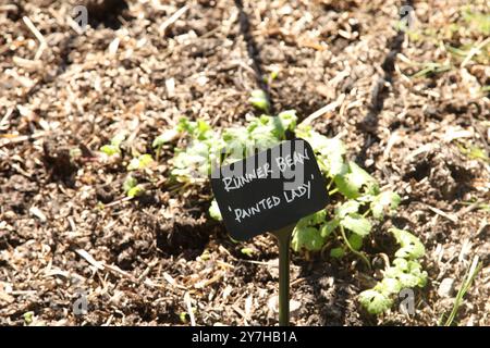Runner Bean „Painted Lady“ wächst im August 2024 im Hatchlands Park, Surrey, England, Großbritannien Stockfoto