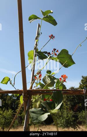 Runner Bean „Painted Lady“ wächst im August 2024 im Hatchlands Park, Surrey, England, Großbritannien Stockfoto