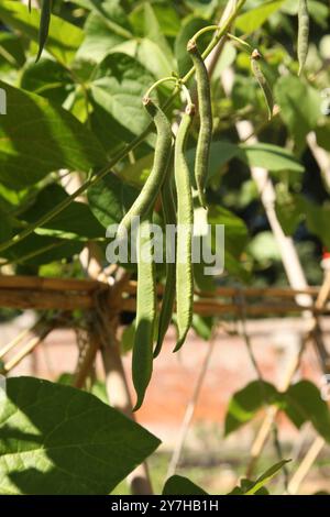 Runner Bean „Painted Lady“ wächst im August 2024 im Hatchlands Park, Surrey, England, Großbritannien Stockfoto