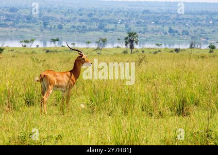 Ein männlicher Uganda Kob im Murchison Falls National Park Stockfoto