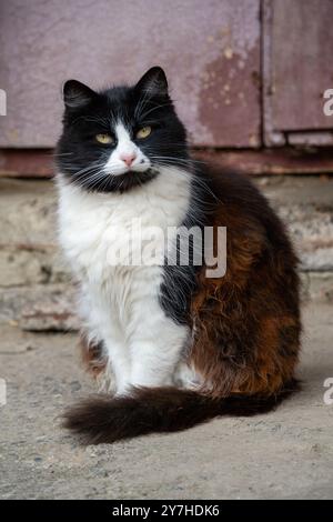 Das Bild zeigt eine schwarz-weiße Katze mit überwiegend schwarzem Gesicht, weißem Maul und Brust, die auf dem Boden sitzt. Hinter der Katze befindet sich eine Wand mit abblätterndem p Stockfoto