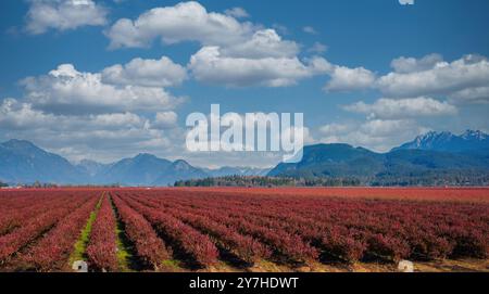 Panoramablick auf Blueberry Field und Berge in der Ferne in British Columbia, Heidelbeeren bereit für die Ernte. Blaubeerfarm. Kopierbereich Stockfoto