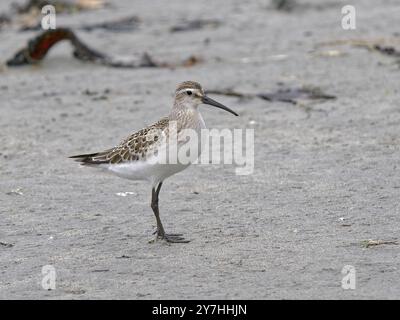 Curlew Sandpiper ( Calidris ferruginea) am Marazion Beach Cornwall. Stockfoto