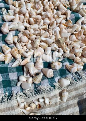 beautiful seashells on a blanket on the beach Stockfoto