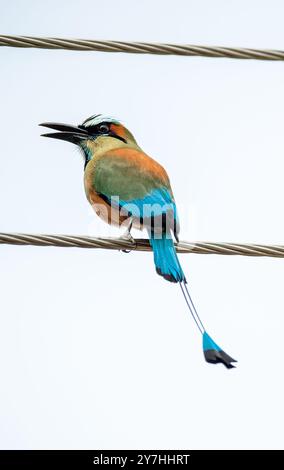 Türkisbraunes Motmot (Eumomota superciliosa) von Costa Rica Stockfoto