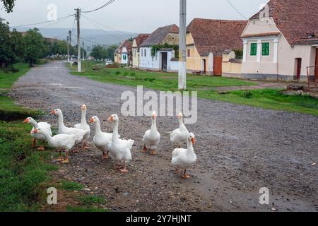 Ein Gänsewürgel im Dorf Viscri, Siebenbürgen, Rumänien Stockfoto