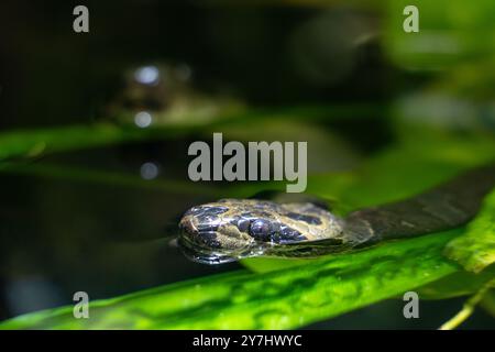 Eine kleine gestreifte Kukri-Schlange, Oligodon fasciolatus, schwimmt im Wasser Stockfoto