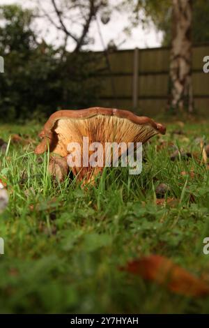 Einzelner Paxillus involutus „Brown Roll Rim“-Pilz, der auf einem britischen Gartenrasen im nassen Herbst 2024 wächst Stockfoto