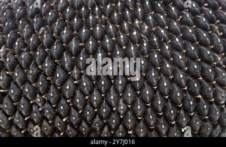 Sonnenblumenpflanze mit Samen, Nahaufnahme. Nahaufnahme von mit den strukturierten Samen Sonnenblume. Draufsicht. Stockfoto