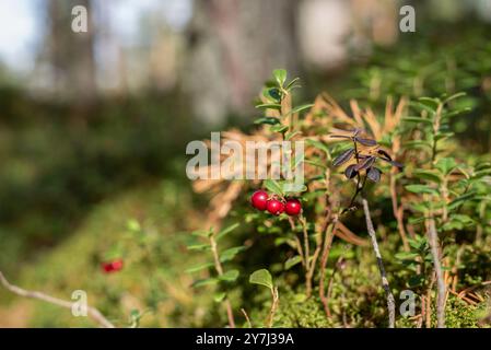 Preiselbeere auch Partridgebeere, Bergpreiselbeere oder Kuhbeere (lat. Vaccinium vitis-idaea) Sträucher mit Reifen roten Früchten, die bei Sonnenschein im Wald wachsen Stockfoto