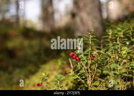 Preiselbeere auch Partridgebeere, Bergpreiselbeere oder Kuhbeere (lat. Vaccinium vitis-idaea) Sträucher mit Reifen roten Früchten, die bei Sonnenschein im Wald wachsen Stockfoto