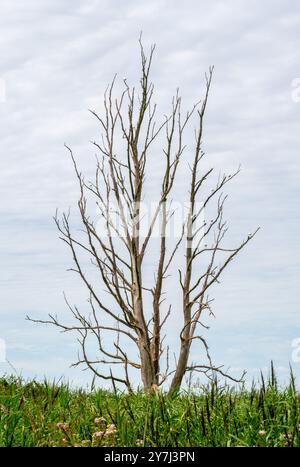 Baum mit einer großen Anzahl von Rinderreihern (Bubulcus ibis) im Naturschutzgebiet Oostvaardersplassen, Niederlande Stockfoto