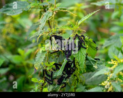 Brennnessel mit Raupen des Pfauenfalters (Aglais io) Stockfoto