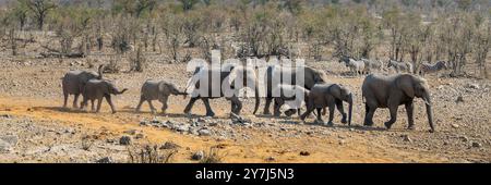 Elefantenherde in Folge im Etosha Nationalpark, Wildtiersafari und Panorama-Webbanner für eine Pirschfahrt in Namibia, Afrika Stockfoto