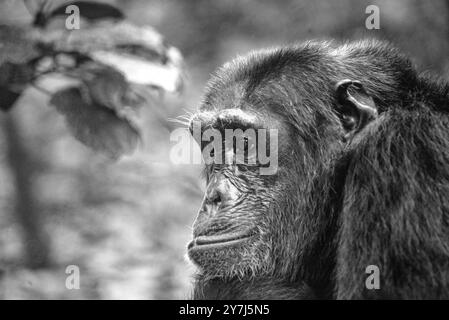 Ein Schimpanse (Pan troglodytes) im Kibale-Nationalpark - Uganda Stockfoto