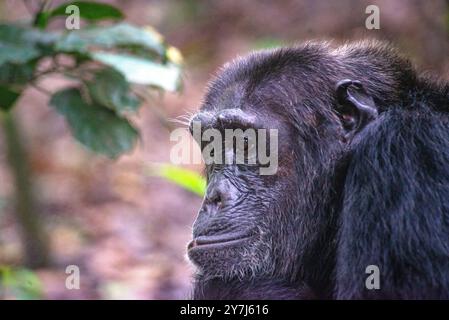 Ein Schimpanse (Pan troglodytes) im Kibale-Nationalpark - Uganda Stockfoto