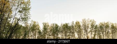 Dämmerung über dem Uferwald und Deich im Tal des Missouri River bei Dalton Bottoms Stockfoto