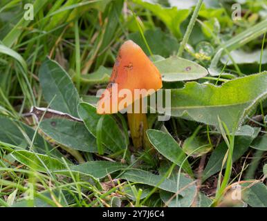 Hexenhut Pilz - Hygrocybe Conica Stockfoto