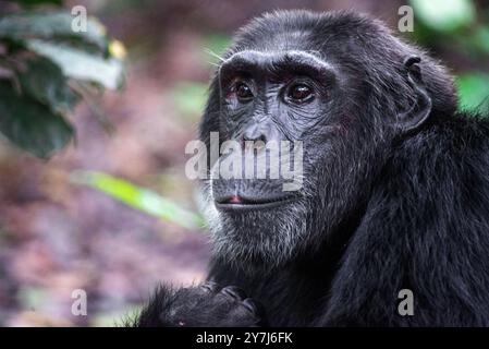 Ein Schimpanse (Pan troglodytes) im Kibale-Nationalpark - Uganda Stockfoto