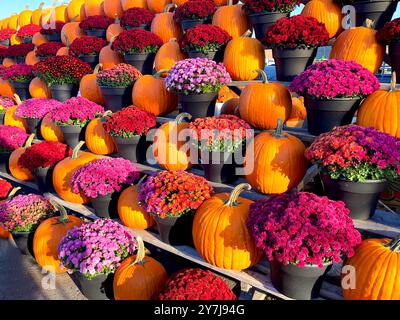 Lebhafte Herbstpräsentation mit Kürbissen und Chrysanthemen Stockfoto