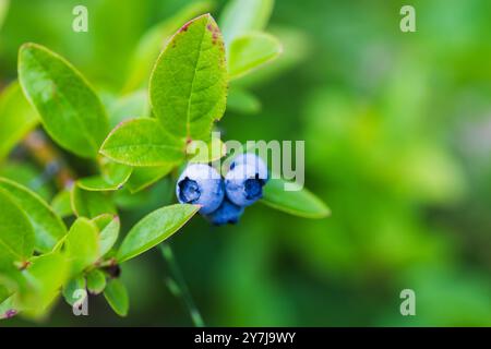 Heidelbeeren an einem Sommertag über einem verschwommenen grünen Hintergrund. Makrofoto mit selektivem Weichfokus Stockfoto