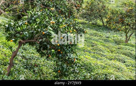 Mandarinenbaum mit Orangenfrüchten, Naturfotografie im Freien Stockfoto