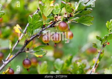 Stachelbeeren auf dem Stachelbeerstrauch im Sommergarten an einem sonnigen Tag Stockfoto