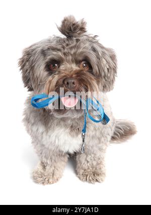 Flauschiger Maltipoo-Hund mit Leine im Mund auf weißem Hintergrund. Zeit für einen Spaziergang Stockfoto