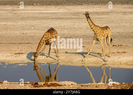 Zwei Giraffen trinken an einem Wasserloch im Etosha-Nationalpark, Wildtiersafari und Pirschfahrt in Namibia, Afrika Stockfoto