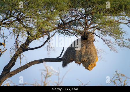 Nahaufnahme eines geselligen (oder sozialen) Webernestes auf einem Baumzweig im Etosha Nationalpark, Vögel und Tiere in Namibia, Afrika Stockfoto