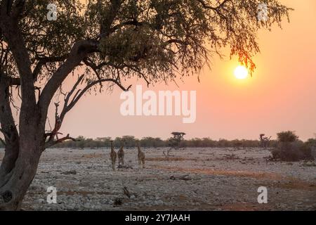 Giraffen kommen bei Sonnenuntergang am Wasserloch Okaukuejo im Etosha Nationalpark an, Wildtiersafari und Pirschfahrt in Namibia, Afrika Stockfoto