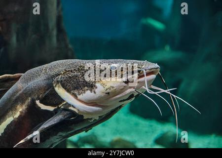 Nahporträt von Rotschwanzwelsen im Aquarium. Stockfoto