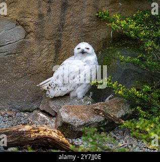 Die verschneite Eule, Bubo scandiacus Stockfoto