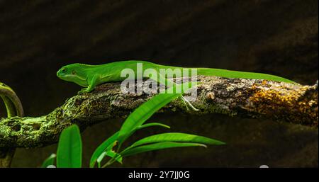 Lau-Bänderleguan (Brachylophus fasciatus). Endemisch auf den Lau-Inseln im östlichen Teil des Fidschi-Archipels Stockfoto