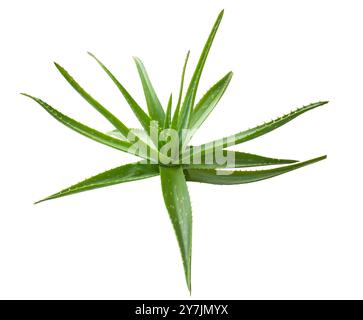 Aloe Vera Pflanze isoliert auf weißem Hintergrund mit Beschneidungspfad. Konstruktionselement. Alternative Medizin und Beauty-Spa-Konzept. Stockfoto