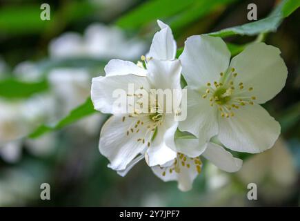 Weiße Jasminblüten aus der Nähe. Blühender Jasminstrauch. Weiße Blüten. Hintergrund der Natur. Stockfoto
