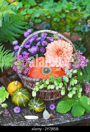 Wunderschönes Blumenarrangement mit Aprikosen-Dahlienblume, hokkaido-Kürbis, Aster und Hopfen blühen in einem Korb. Garten- oder Erntearbeiten im Gehölz Stockfoto