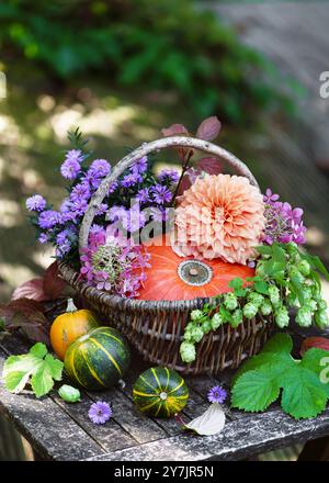 Herbstblumen-Arrangement mit rotem kuri-Kürbis, Dahlien, Aster, Hortensien und Hopfenblüten in einem rustikalen Korb im Hüttengarten. Stockfoto