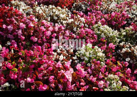 Begonien aus kräftigem blühendem Wachs in Rot, Rosa und weiß Stockfoto