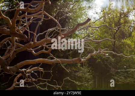 Gedrehter Baum ohne Laub mit welligen Zweigen, corylus avellana contorta. Geheimnisvoller Wald und verdrehte Äste sorgen für einen unheimlichen und bezaubernden Anblick Stockfoto