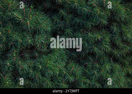 Natürliche grüne Nadelbaumstruktur. Nahaufnahme der Tannennadelzweige Komposition als Hintergrundtextur, Weihnachtsbaumhintergrund. Stockfoto