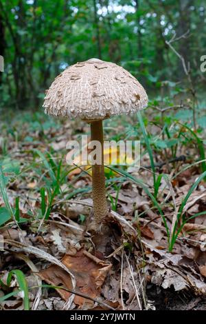 Ein Riesenschirm im Mischwald des Weinviertels in Niederösterreich Stockfoto